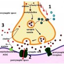 알츠하이머 치매 최신 기전과 치료의 전략 2024년 nature 이미지