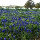 사과꽃향기 이미지