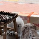 로스터리랩나무