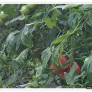 벽진농장 이미지