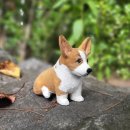 강아지 꼬야 이미지