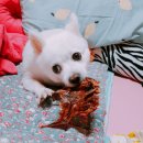 건강하개 먹개 | 강아지수제간식:) 건강하개!맛있개!먹는 수제간식. [먹개] 추천해요!