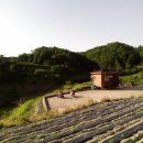 도목리 Daum카페