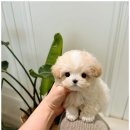 부산강아지분양 퍼피룸 이미지