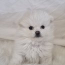 드림독 강아지분양 안심분양센터 부천점 이미지