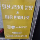 고양이분양 반하나캣 이미지