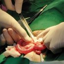 래플즈 동물병원 이미지