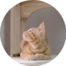 B3 | 고양이 캣타워 그린웨일 B3 솔직 후기 조립부터 사용까지