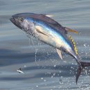 (주)수참치 이미지