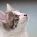 동물은내친구 이미지