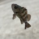 JJ펜션 민박 이미지