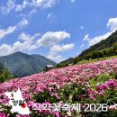 2026 영월 작약꽃축제 상동 실시간 후기, 강원도 꽃 축제 지금 떠나셔야 해요!
