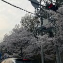 제60공원 | 대구 두류공원 벚꽃 개화상황 60~70% 실시간 후기 (+주차 꿀팁)