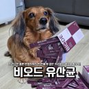 강아지유산균 노견 면역키우기 비오드 프로바이오틱스 후기