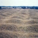 상모리-17 이미지