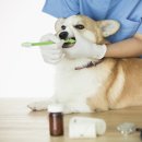 배곧도담동물병원 이미지