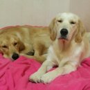 공주닭발 이미지