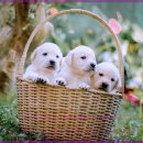 행복한강아지 이미지