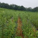 의성 참기름 이미지