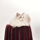 랙돌캐터리 아이돌스 전주고양이분양 이미지