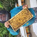 꿀벌 양봉장 비 가림 시설을 해주면 많은 도움이 됩니다 이미지