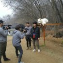 황금애견 이미지