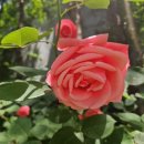 망원정마당 공중화장실 | 망원정 마당에서 손만 한 장미 실컷 보고 왔어요