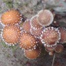 검은비늘버섯(황금비늘버섯) 이미지