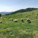 미주목장 이미지