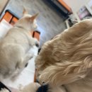 서교동물병원 이미지