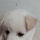 재롱펫