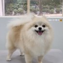 디어마이몽 이미지