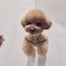 피피푸푸 이미지