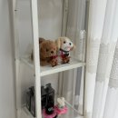 몽드리 | [의왕 애견미용] 15년 경력 원장님이 계신 "몽드리안" 곰돌이컷 후기🐶✨