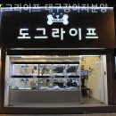 도그라이프 | 대구강아지분양 도그라이프 대구강아지분양 정말 만족스러웠던 분양 경험
