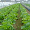 김성수농장 이미지