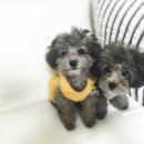 벨라켄넬 이미지