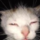 강아지랑고양이 이미지