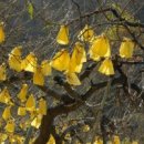 The Old Oak 이미지