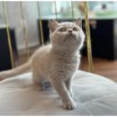 강아지와 고양이 이미지