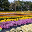 전곡읍-24 | 가을 향기 가득 | 연천 국화축제와 율무 축제 후기