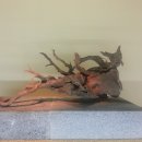 조록나무 뿌리 형상물 이미지