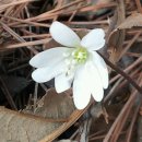 매화수산