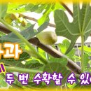 무화과나무 키우기 / 무화과 삽목에서 수확까지 / 무화과 삽수 만들기 / Growing a Fig Tree 이미지