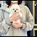 대명동 강아지 이미지