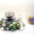 부산 강아지분양 도로시펫 이미지