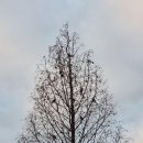 새들의 아침 이미지