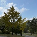 감이로 | 서울 강남송파에서 30분거리 골프 라운드 어때? - 경기도 하남 캐슬렉스cc 서울 가을단풍 라운드 후기