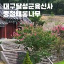 초록마을단계점 | 대구 달성군 사육신 육신사 배롱나무 실시간 개화 상황 후기 및 주차 반려견 정보까지