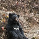 지리산밧데리 이미지